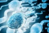 2026重庆第三代试管婴儿技术怎么样了？成功率多高？